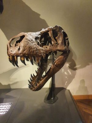 WhatsApp Image 2025-02-01 at 17.46.09 (1)